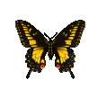 schmetterling.gif (24K)